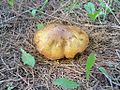 Miniatura para Suillus mediterraneensis