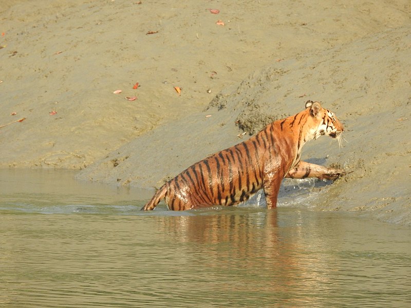 File:Sundarbans Tigress West Bengal 09.jpg