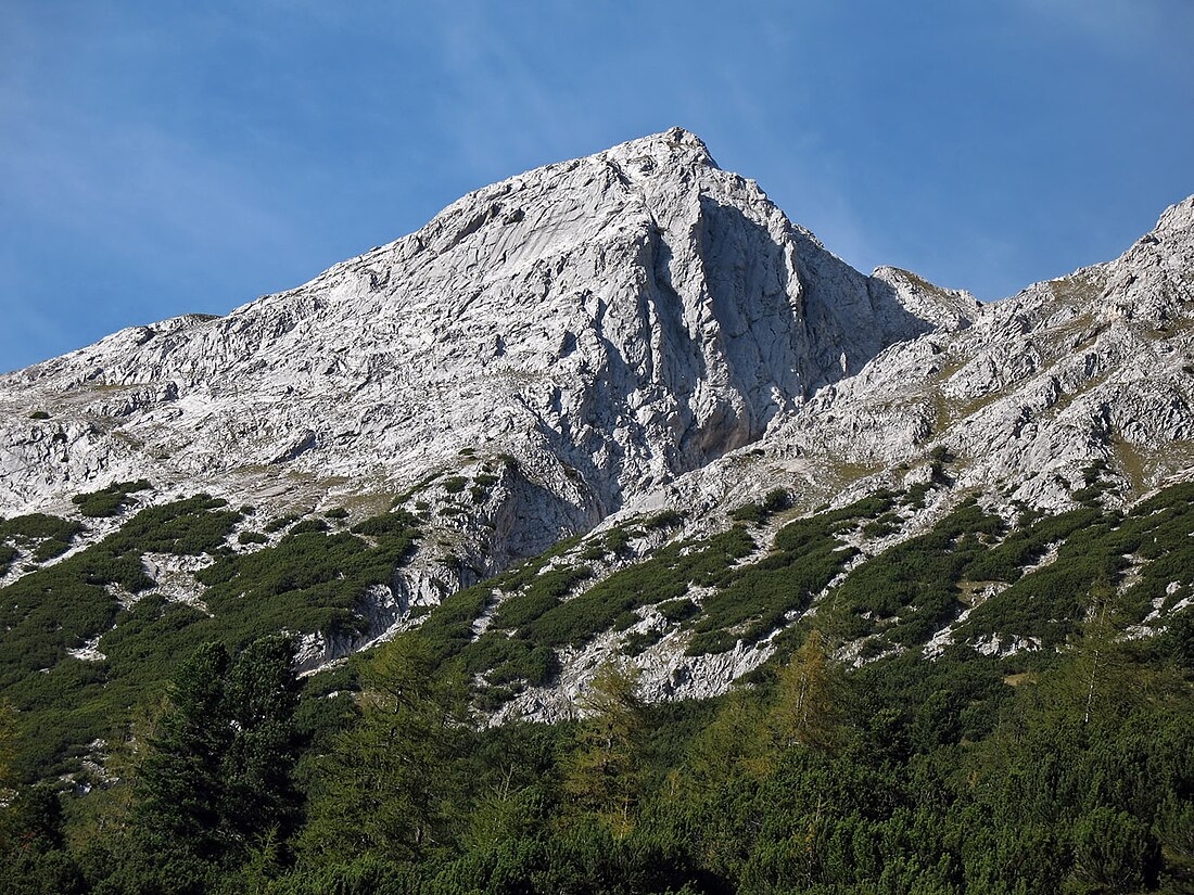 Wald- und Baumgrenze