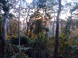 Matahari terbenam , Binna Burra rainforest - Flickr - gailhampshire.jpg