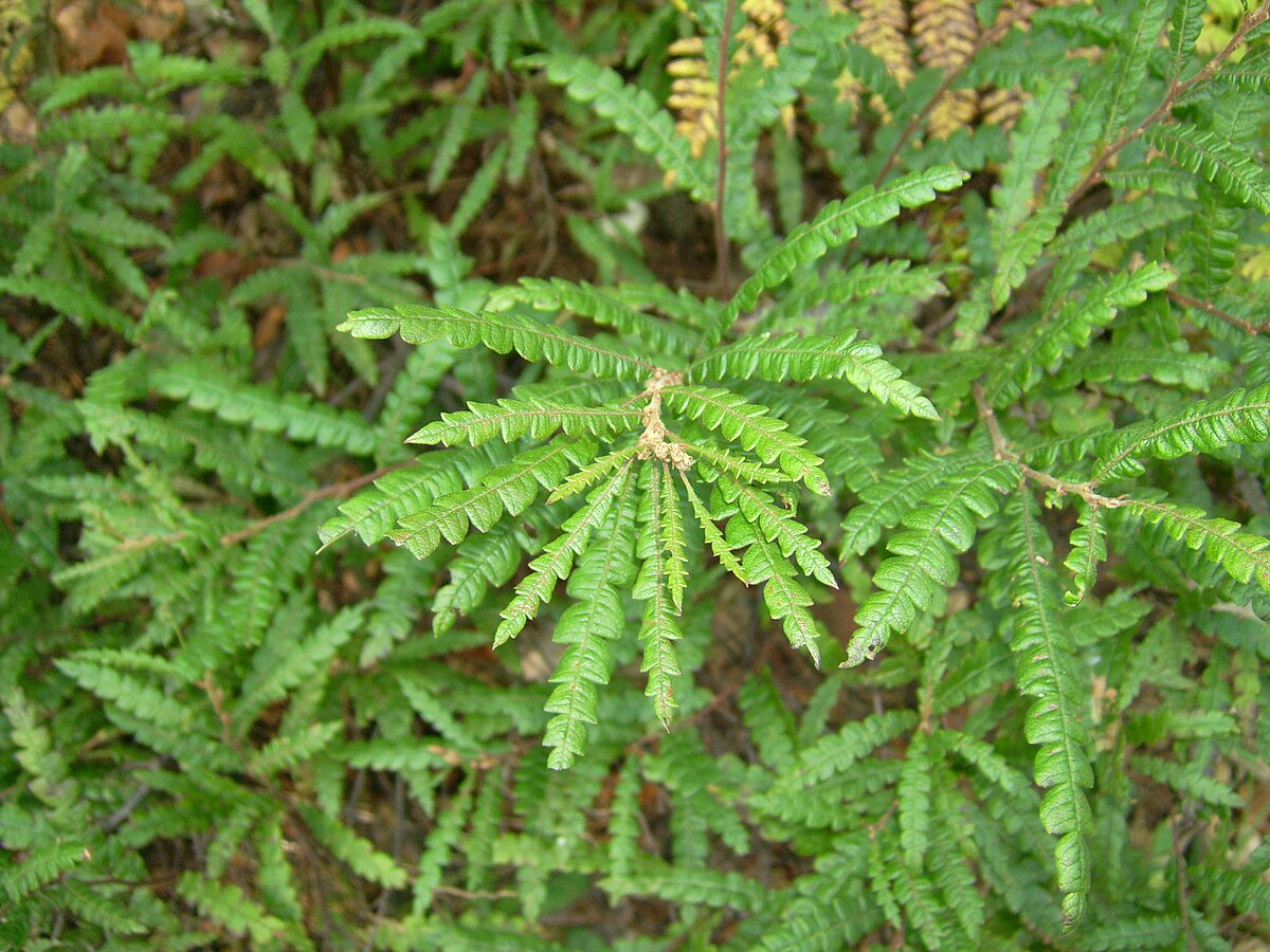 flower parts a of Wikipedia (plant) Comptonia