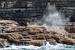 Miniatuur voor Bestand:Sydney (AU), Coast, New Zealand sea lions -- 2019 -- 3489.jpg