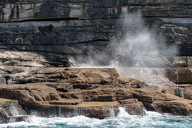 Новозеландские морские львы (Phocarctos hookeri) на скалистом берегу в пригороде Сиднея Воклюз[en]