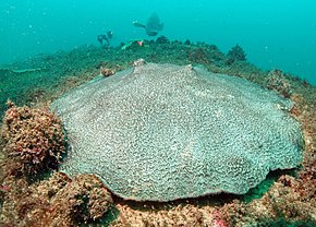 Descrierea imaginii Sydney coral.jpg.