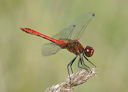 ♂ Sympetrum sanguineum (Ruddy Darter)