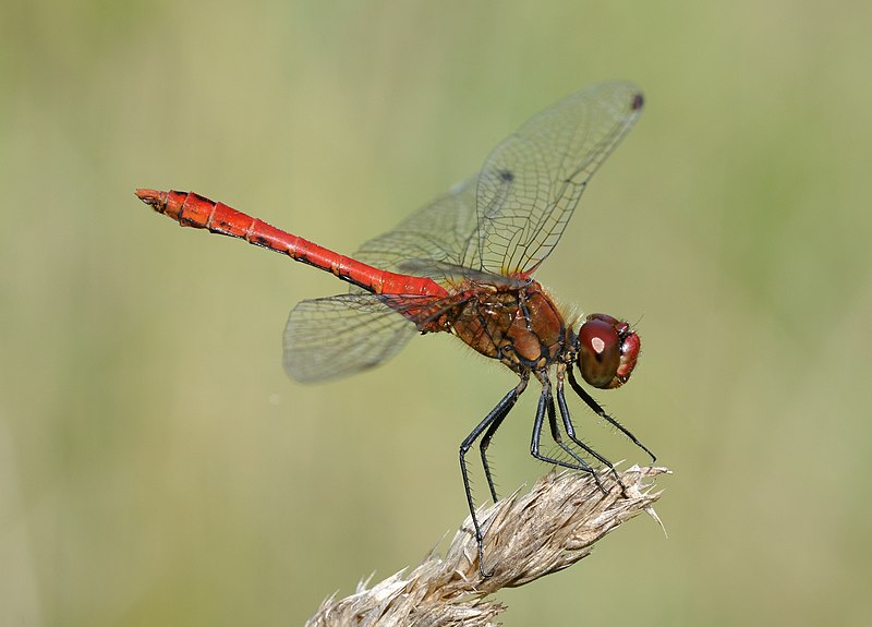 File:Sympetrum sanguineum qtl13.jpg