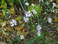 Thumbnail for Symphyotrichum oolentangiense