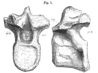 <i>Syngonosaurus</i> Extinct genus of ornithopod dinosaur