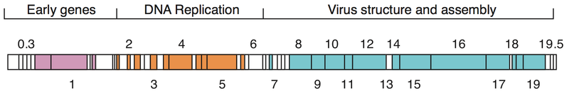 Phage T7 genome (schematic)