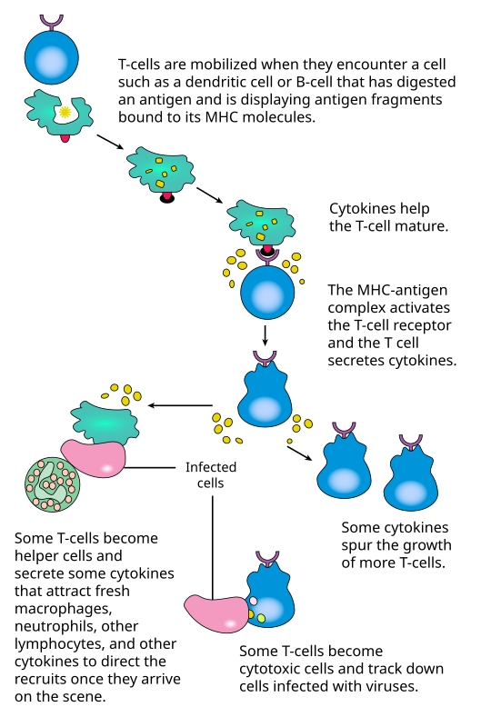  T lymphocyte activation pathway is triggered when a T cell encounters its cognate antigen, coupled to an MHC molecule, on the surface of an infected cell or a phagocyte.