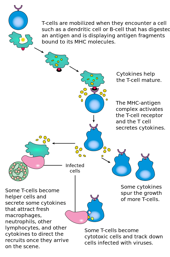 The T lymphocyte activation pathway: T cells contribute to immune defenses in two major ways; some direct and regulate immune responses; others directly attack infected or cancerous cells.[42]