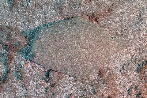 Deepwater sole (Bathysolea profundicola), Teno-Rasca marine strip, coast of Tenerife, Spain.