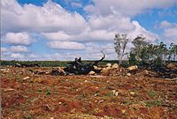 Ontbossing van oude Eucalyptuswouden ten behoeve van pijnboomplantages op Tasmanië.