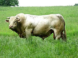 Taureau charolais au pré.jpg