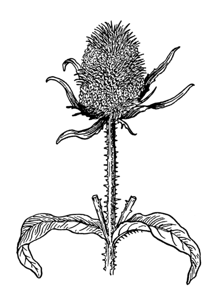 File:Teasel (PSF).png