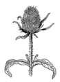 Teasel (PSF).png