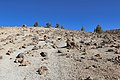 * Nomination Teide National Park: Stonfield at Caldera Rim near Sombrero de Chasna / Tenerife, Spain --Imehling 09:36, 15 May 2021 (UTC) * Promotion  Support Good quality. --C messier 21:03, 23 May 2021 (UTC)