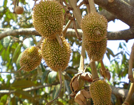 Tập_tin:Tender_fruit's_Durian_tree.JPG