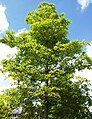 wikimedia_commons=File:Terminalia bentzoe - Bois Benjoin - Mauritian tree 1.jpg