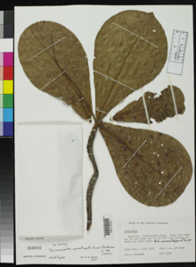 Terminalia rostrata holotype specimen, Asuncion, 1972.png