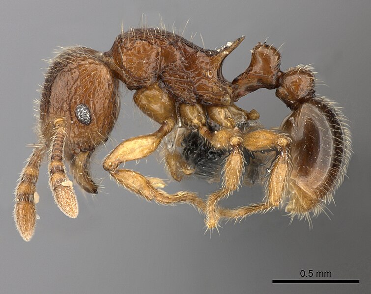 File:Tetramorium enkidu casent0045673 p 1 high.jpg