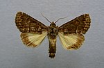 Thalpophila matura – Specimen