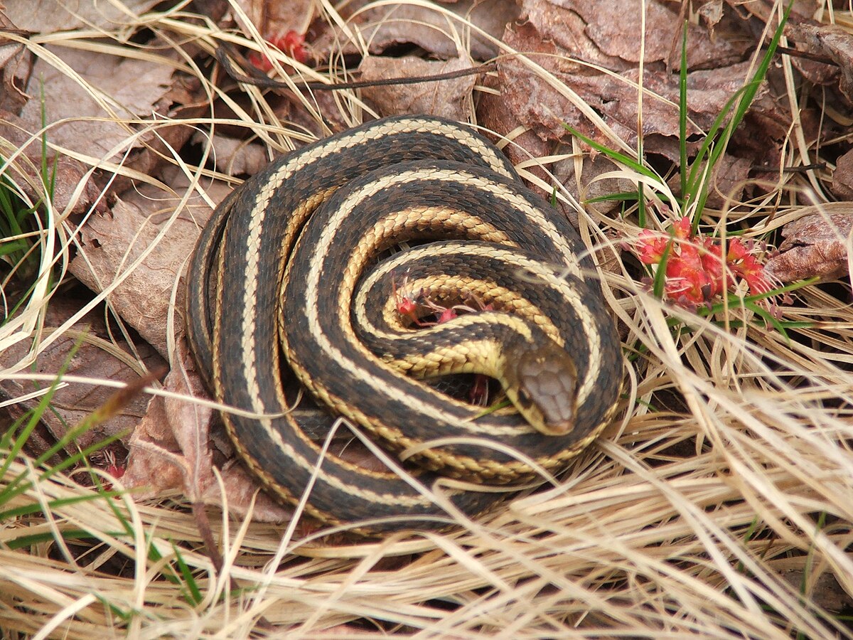 Butler S Garter Snake Wikipedia