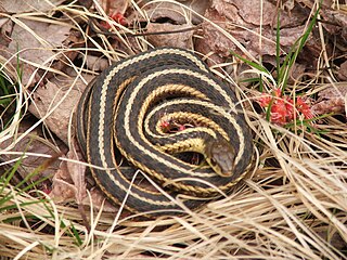 <span class="mw-page-title-main">Butler's garter snake</span> Species of snake