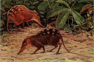 <span class="mw-page-title-main">Stuhlmann's sengi</span> Species of elephant shrew living in Africa