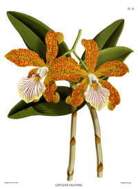 plate 26 Cattleya velutina