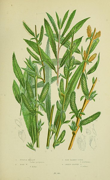 File:The flowering plants, grasses, sedges, and ferns of Great Britain (Pl. 201) (8517632251).jpg