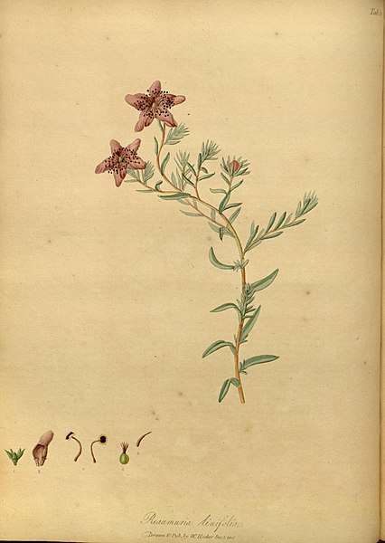 File:The paradisus londinensis (8317578335).jpg