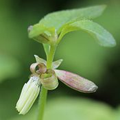 雄花の細部