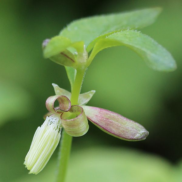 File:Theligonum japonicum (flower).JPG