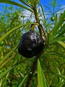 Thevetia peruviana Ripe fruit