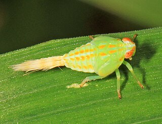 <i>Thionia quinquata</i> Species of planthopper