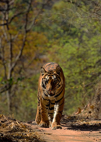 File:Tiger at Bandhavgarh.jpg