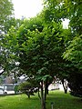 Tilia tomentosa Tilo plateado