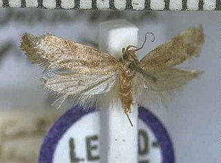<i>Tingena epimylia</i> Species of moth, endemic to New Zealand