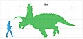 New size chart of Titanoceratops ouranos