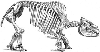 Notoungulata Extinct order of mammals