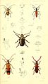 Plate from Transactions of the Entomological Society Volume1