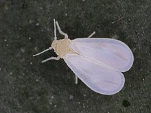 Adult Trialeurodes vaporariorum 34941498.jpg