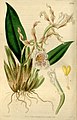 Trichopilia tortilis plate 3739 in: Curtis's Bot. Magazine (Orchidaceae), vol. 66, (1840)