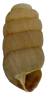 <i>Truncatellina</i> Genus of gastropods