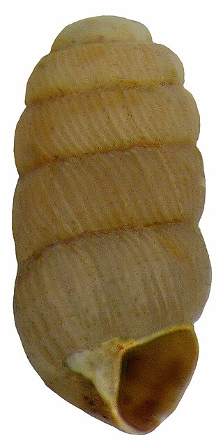 <span class="mw-page-title-main">Helicina (suborder)</span> Suborder of gastropods