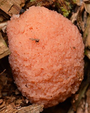 Slime Mold (Mycetozoa