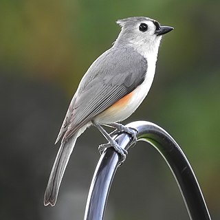 Tufted titmouse Species of bird (Baeolophus bicolor)