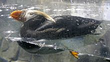 Adult swimming at the Henry Doorly Zoo Tufted Puffin.jpg