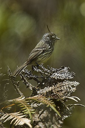 Tufted Tit-Tyrant - South Ecuador.jpg